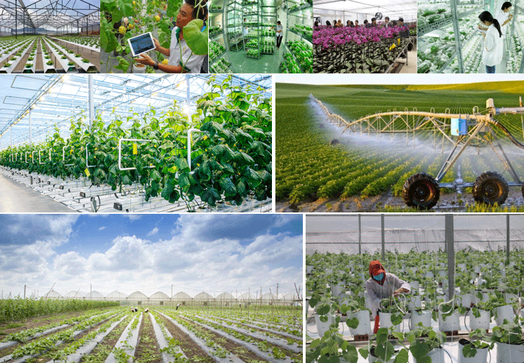 Phấn đấu 2030, 50% trang trại, HTX, doanh nghiệp nông, lâm, thủy sản tiếp cận công nghệ, quy trình sản xuất nông nghiệp tuần hoàn